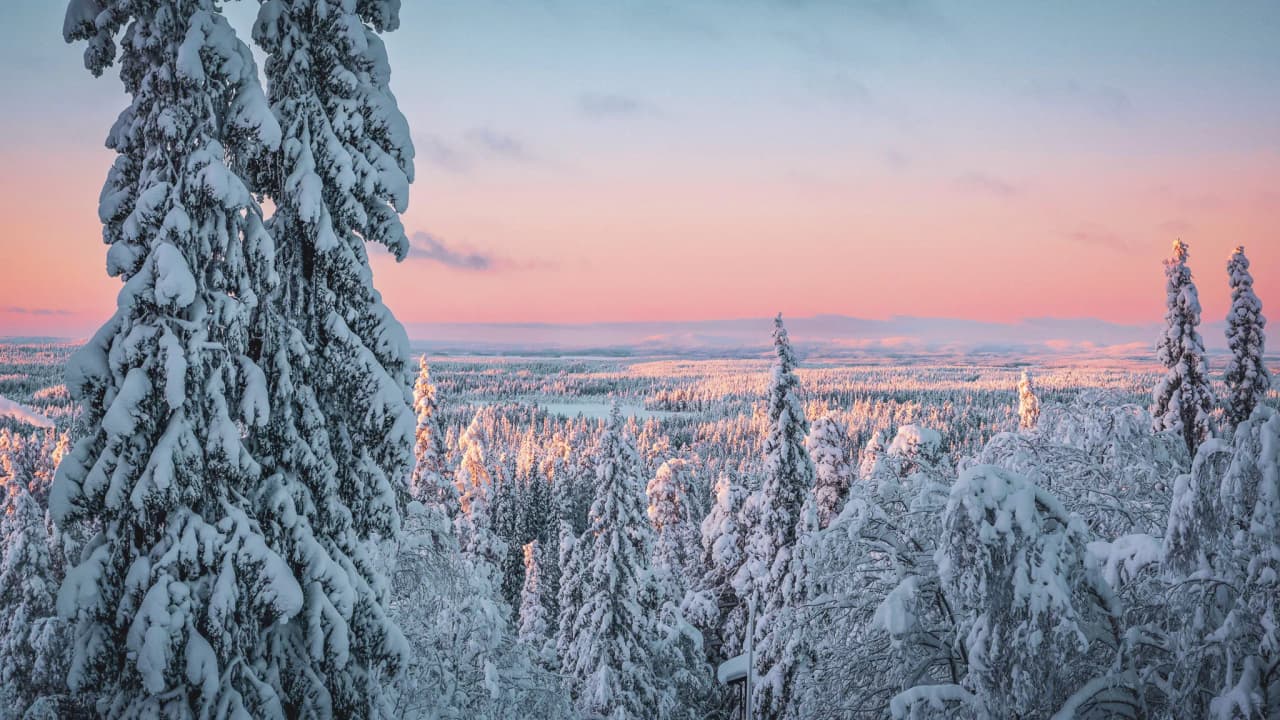 The snow-covered landscapes of Swedish Lapland at dusk, amidst majestic fir trees.