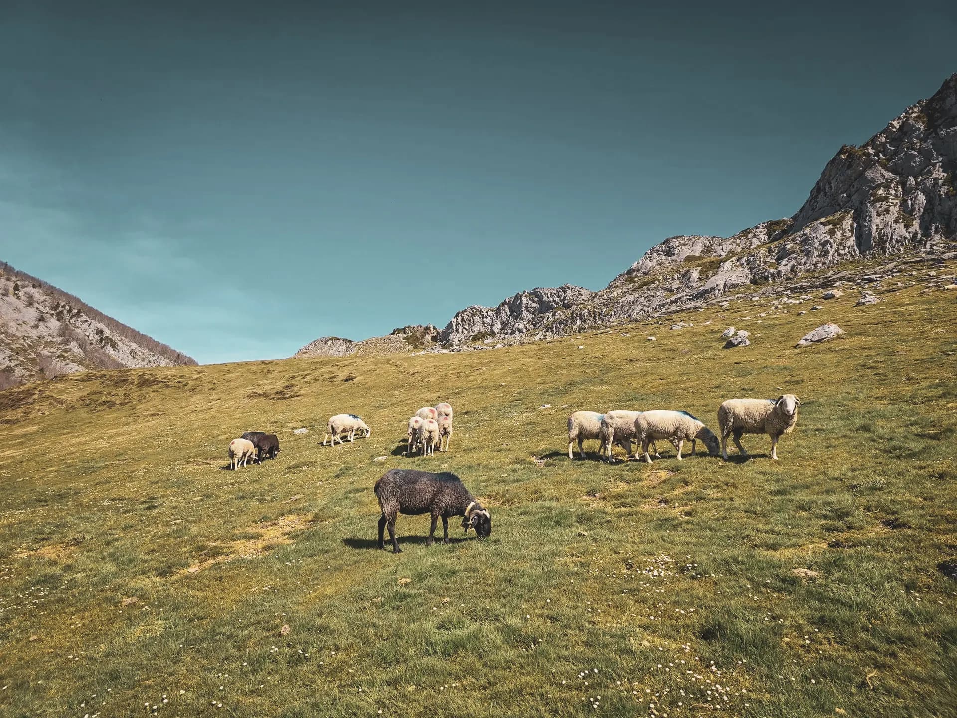 Een kudde schapen graast vredig in een uitgestrekte groene weide, met de Pyreneeën op de achtergrond.