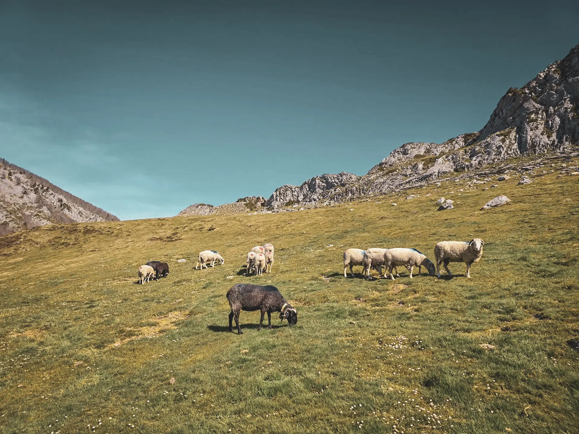 Een kudde schapen graast vredig in een uitgestrekte groene weide, met de Pyreneeën op de achtergrond.