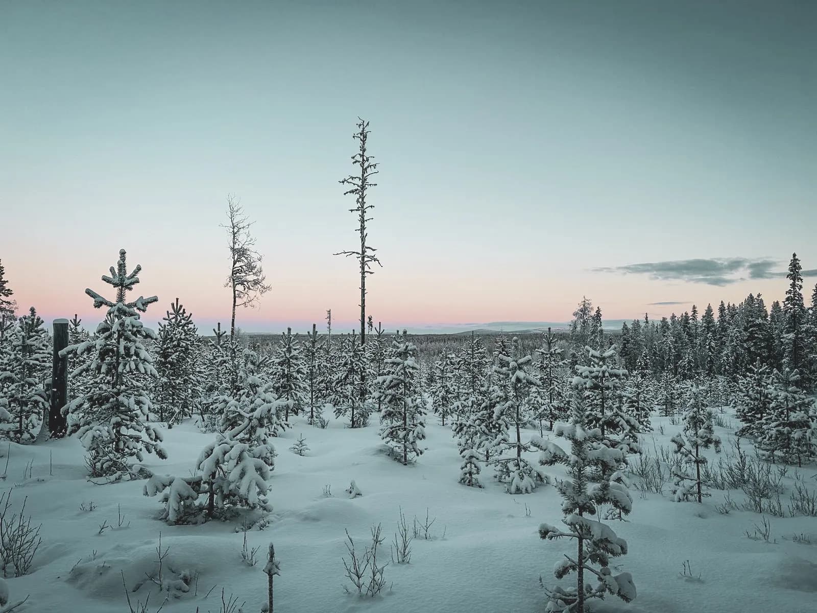 Un paysage enneigé en Laponie, avec des sapins couverts de neige, sous un ciel pastel apaisant.