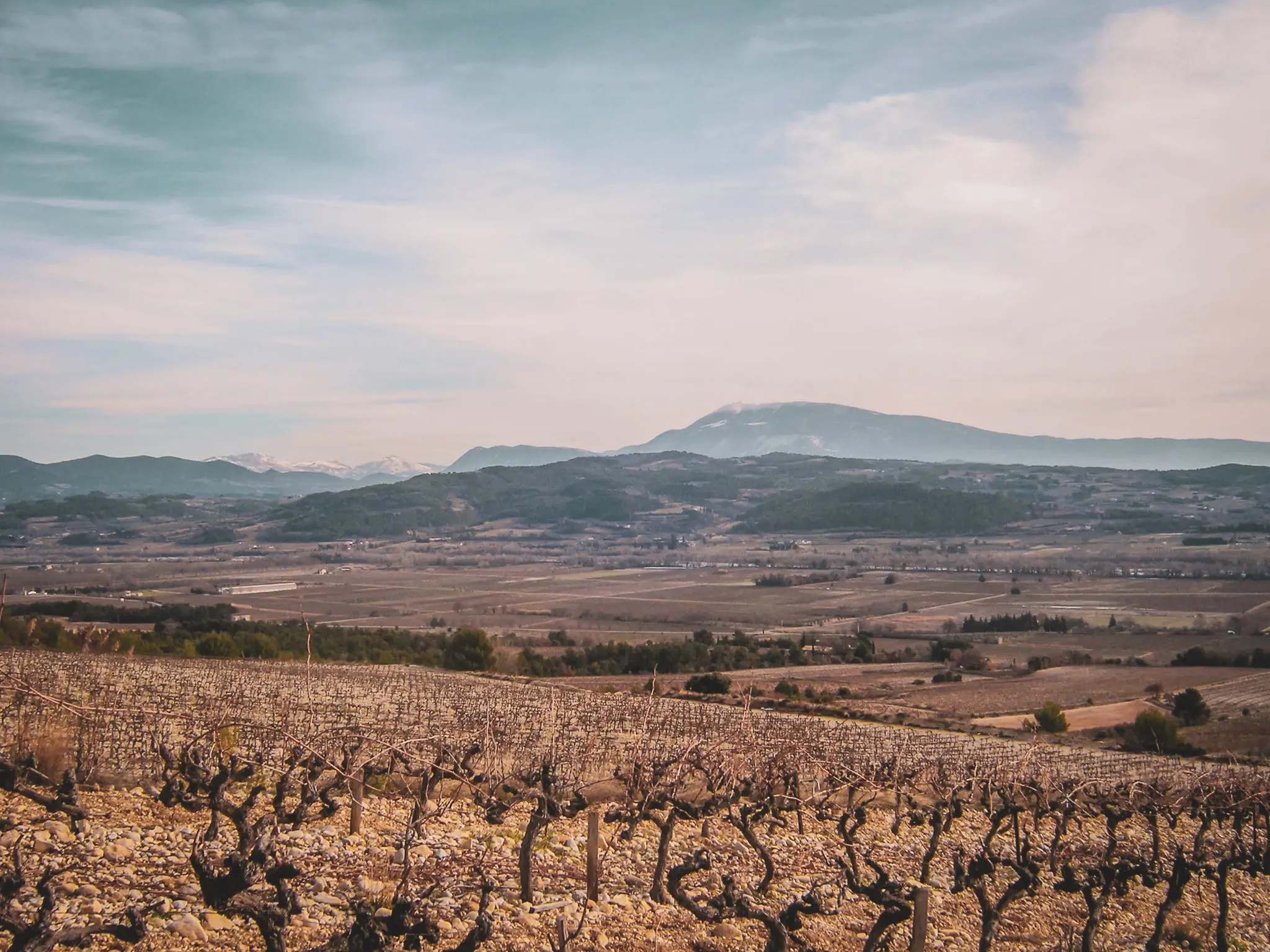 Vue panoramique des vignobles avec le Mont Ventoux en arrière-plan, invitant à l'aventure.