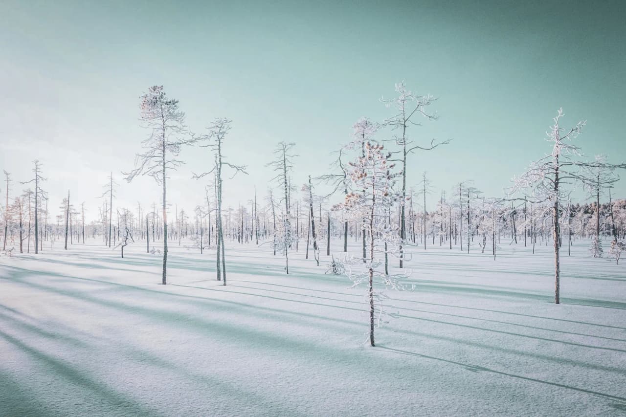 Forêt enneigée sous un ciel clair, invitation à l'aventure en Laponie finlandaise.