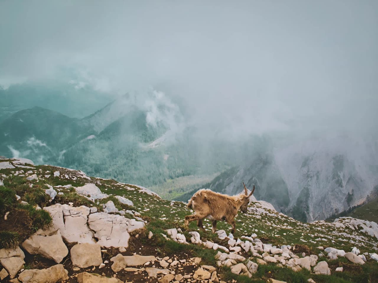 A chamois ventures onto steep ridges under a mystical sky. Escape guaranteed!