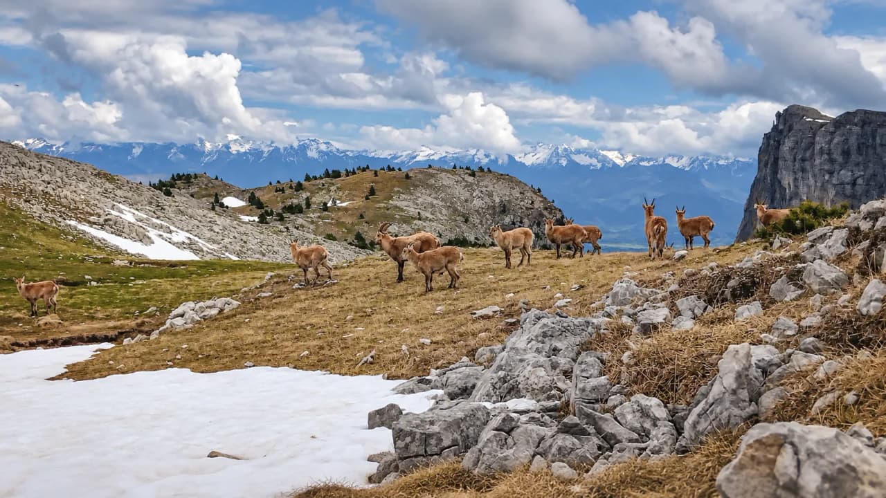 Een kudde gemzen op de hoogvlakten van de Vercors, met de bergen op de achtergrond.