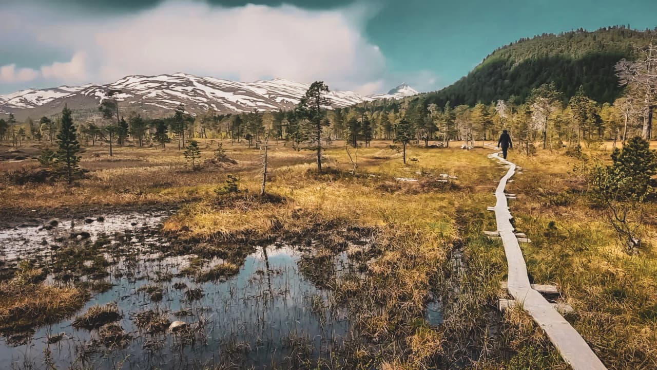 Een houten pad dat door de dichte en majestueuze landschappen van het eiland Senja kronkelt.