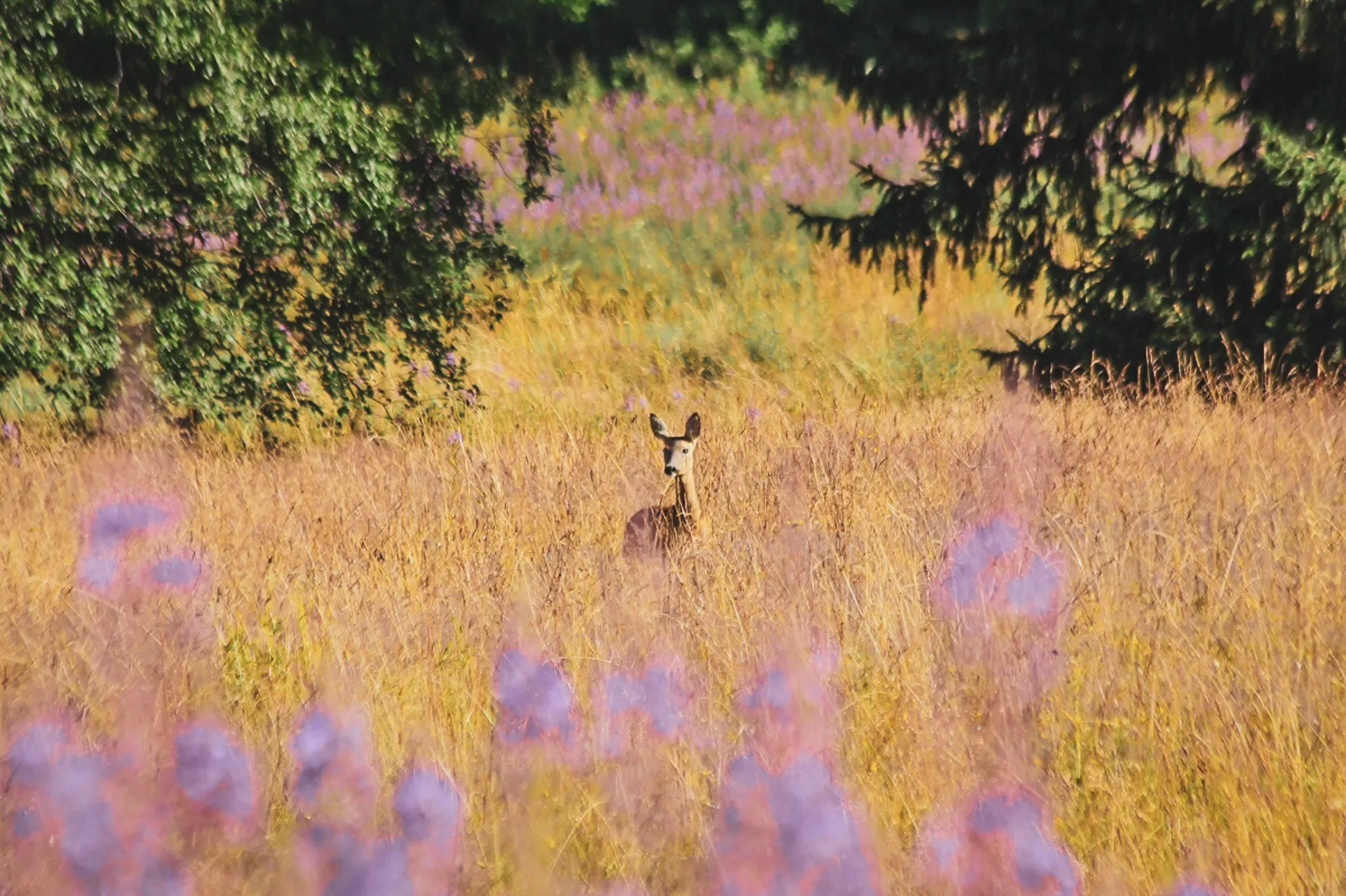 A roe deer watches peacefully in a sun-gilded field, surrounded by wild flowers.