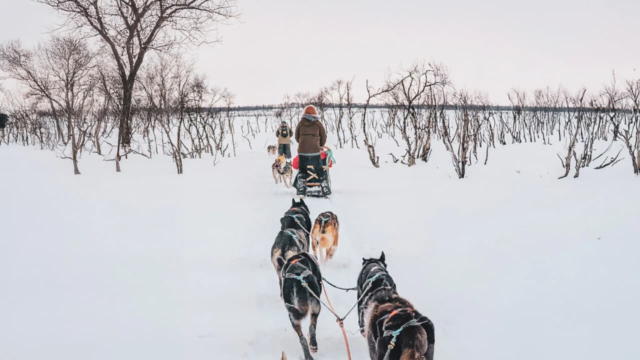Un attelage de huskys traverse une toundra enneigée, sous un ciel doux et clair.