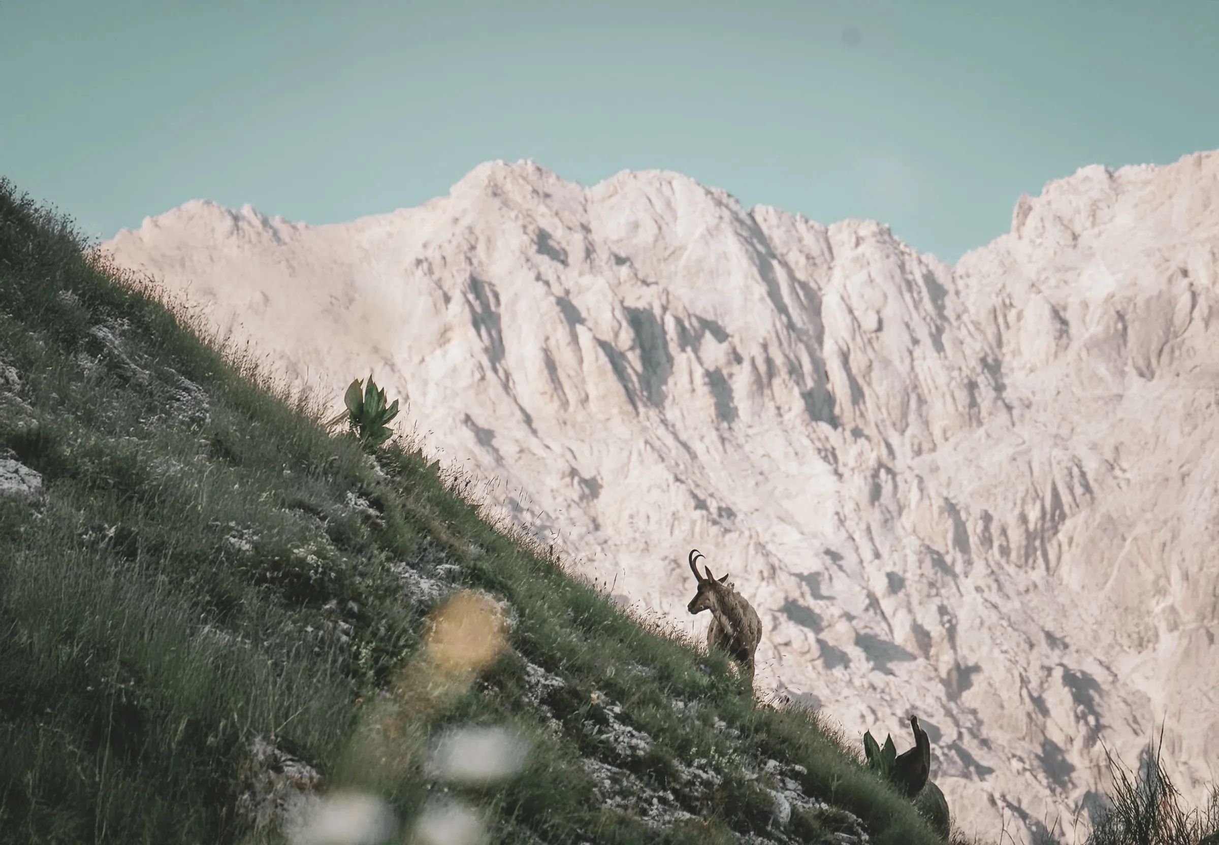 A majestic ibex moves across a green slope, with a breathtaking mountain panorama.