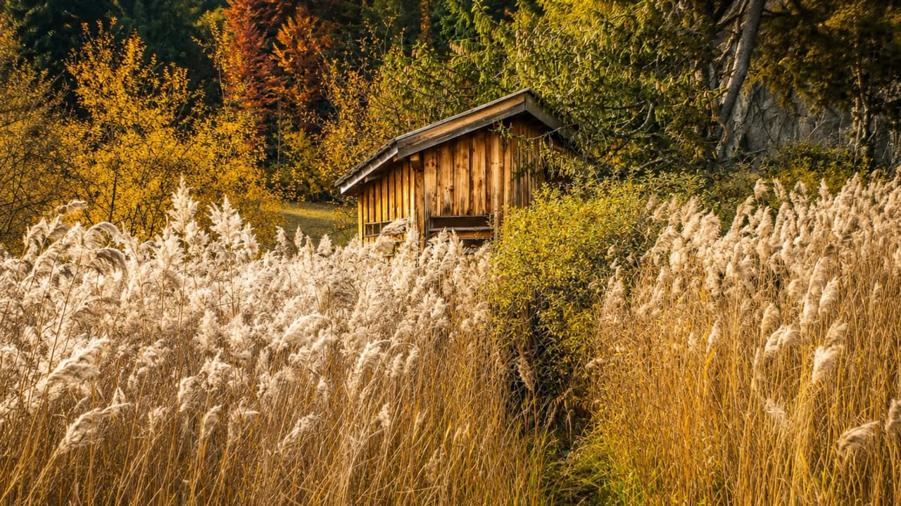 Un chalet en bois entouré de hautes herbes dorées, au cœur des couleurs automnales.
