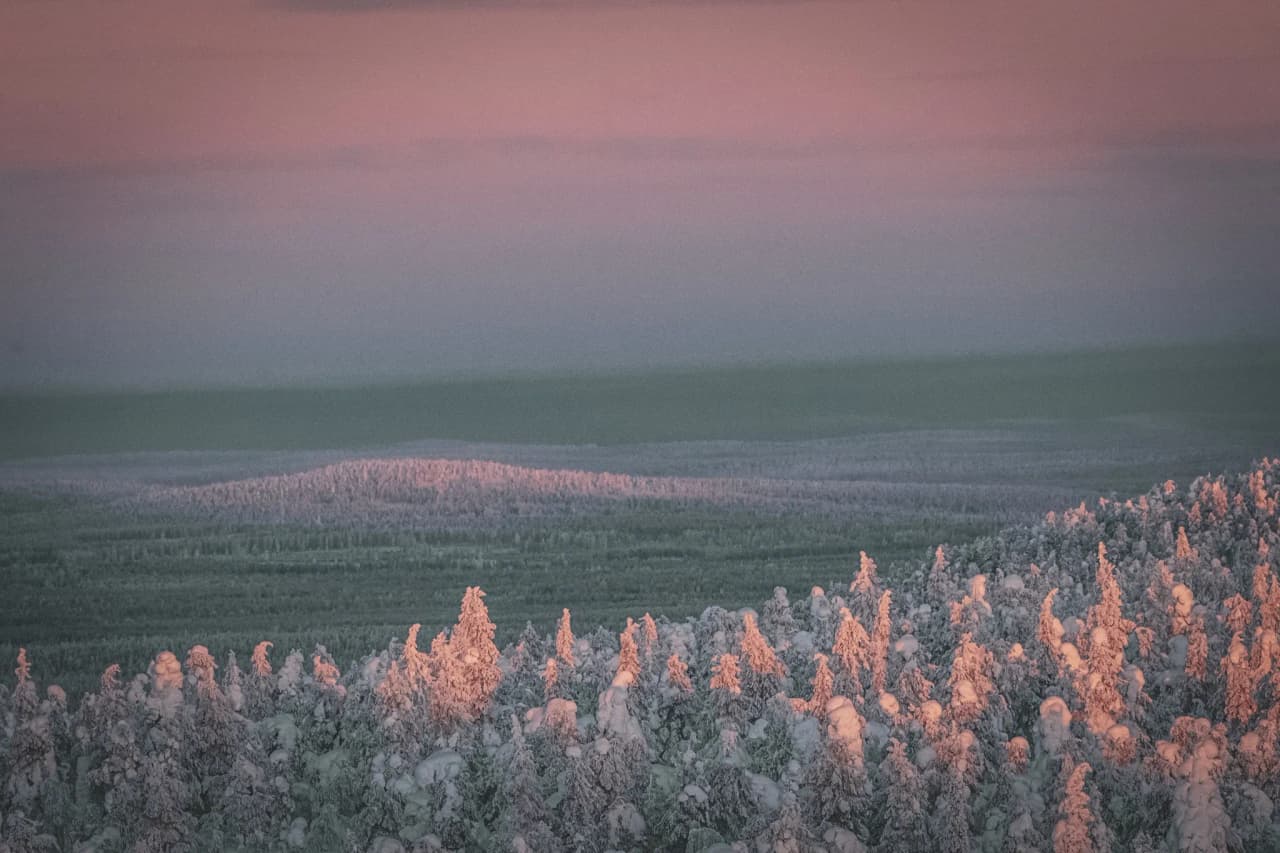 Un paysage féérique de Laponie finlandaise, avec des arbres enneigés sous un ciel aux teintes roses.