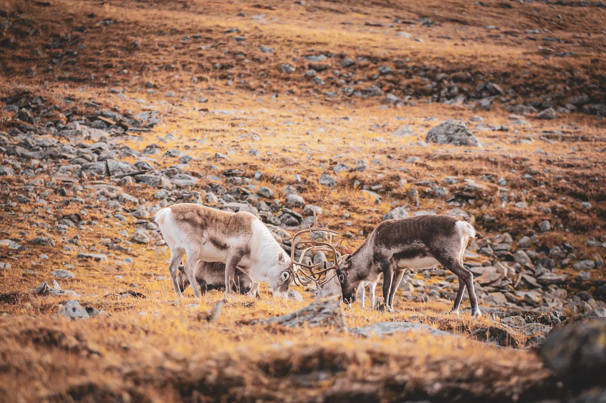 reindeer in the golden, rocky landscape of Lapland