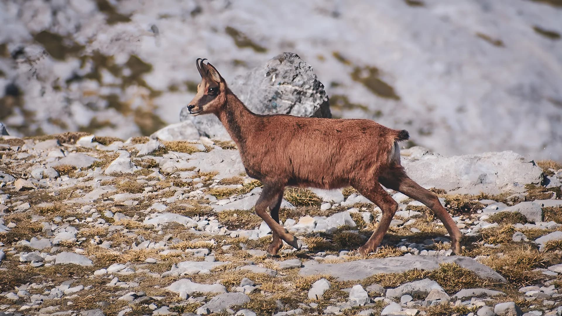 A chamois runs across rocky terrain in a wild and spectacular mountain landscape.