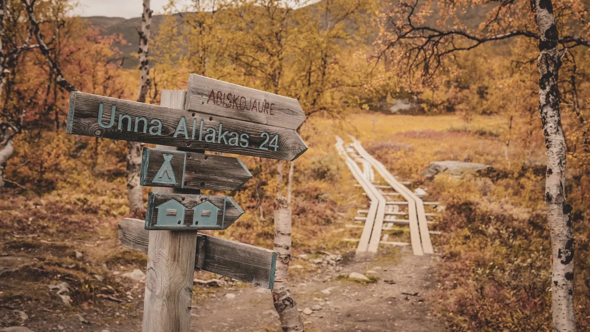 Wooden hiking signs in the heart of the golden landscapes of Swedish Lapland.