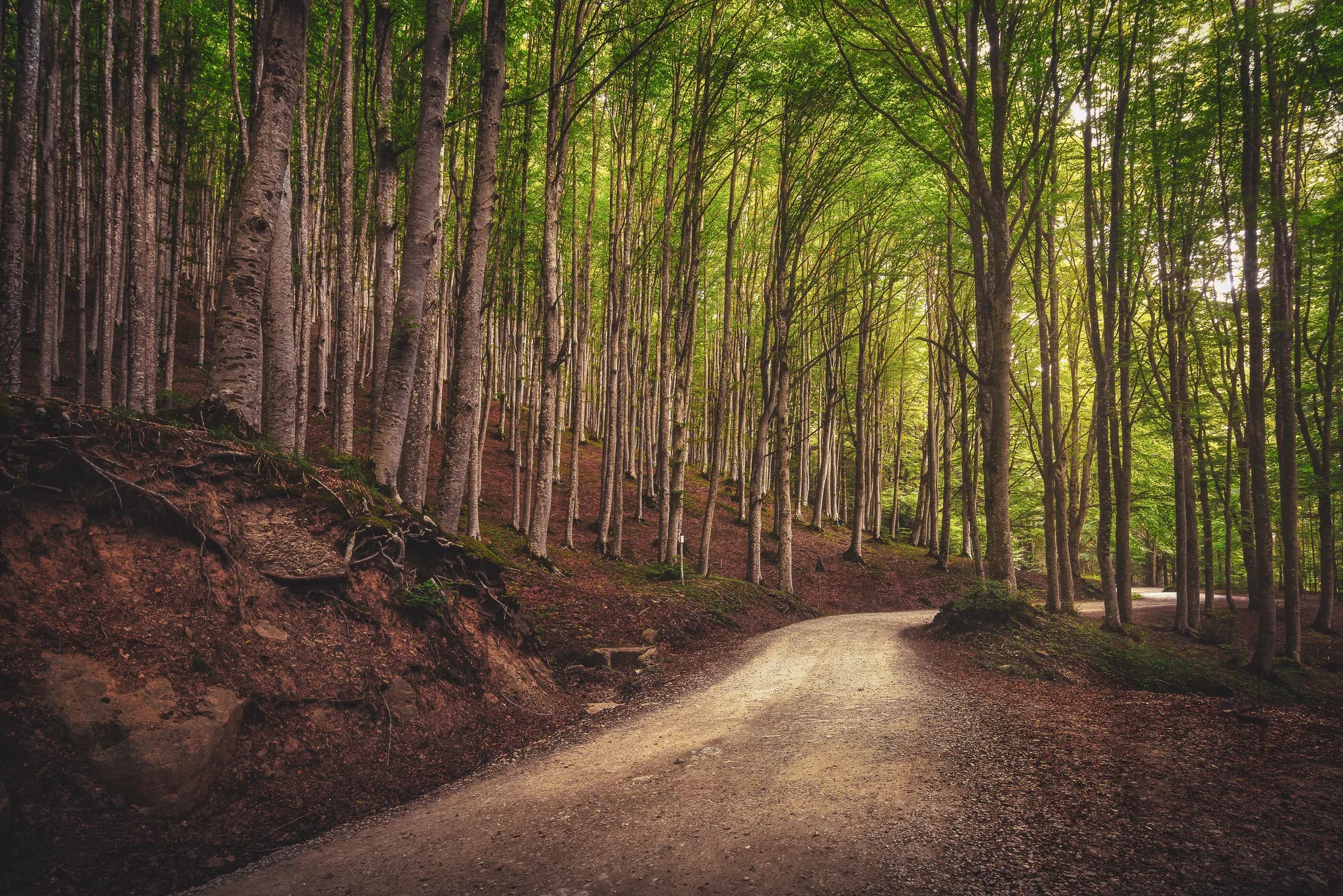 Un chemin sinueux en terre traverse le forêt de Casentinesi, entouré d'arbres élancés aux troncs clairs. Le sol est recouvert de feuilles mortes, tandis que la lumière du soleil filtre à travers le feuillage vert,