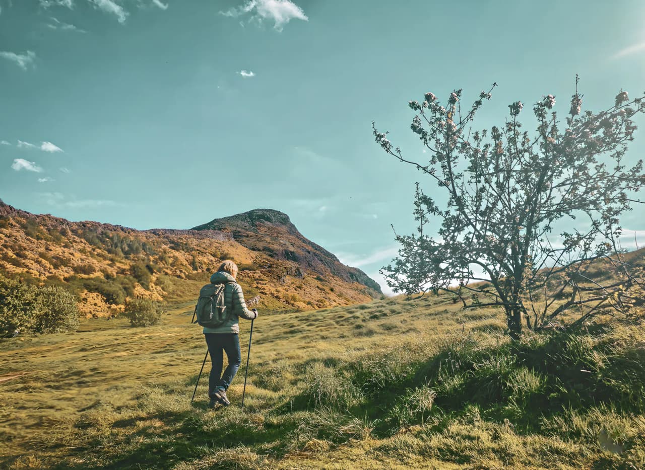 Picturesque Highland landscape with golden hills, a clear blue sky and a lone tree.