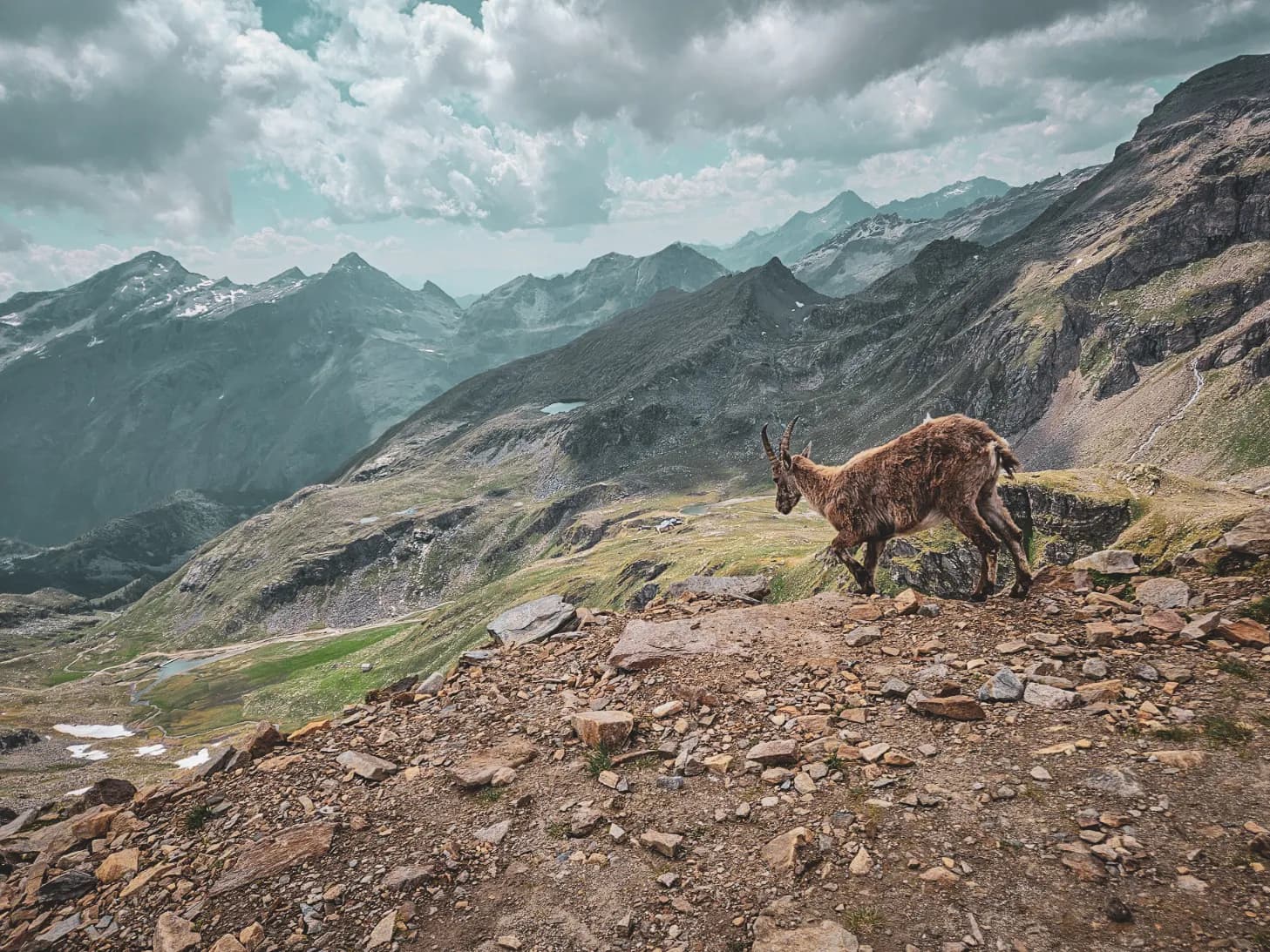 A magnificent alpine landscape with an ibex on a rocky path, surrounded by majestic peaks.