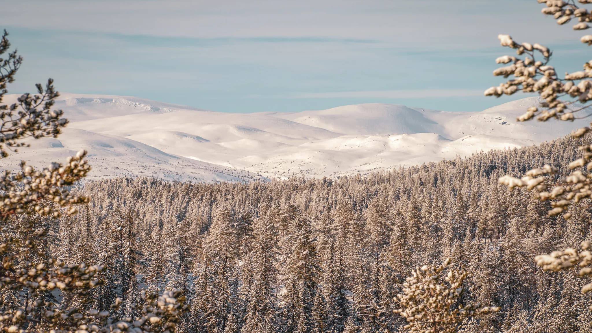 Besneeuwde landschappen in Zweeds Lapland, met naaldbossen en bergen op de achtergrond.
