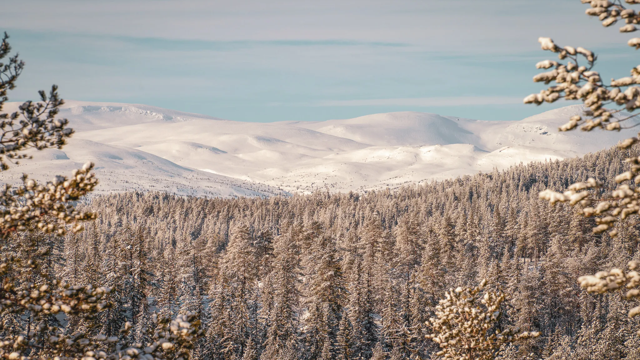 Besneeuwde landschappen in Zweeds Lapland, met naaldbossen en bergen op de achtergrond.