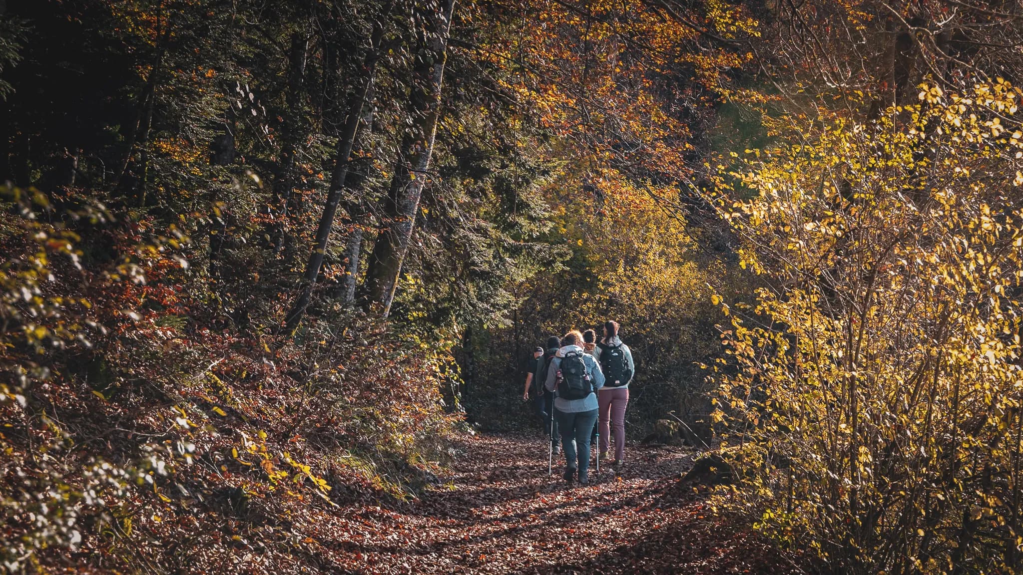 A group of walkers on an autumn path, surrounded by colourful trees and golden leaves.
