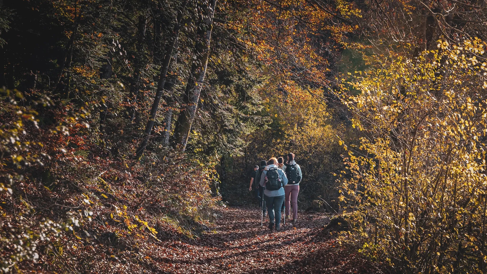 A group of walkers on an autumn path, surrounded by colourful trees and golden leaves.