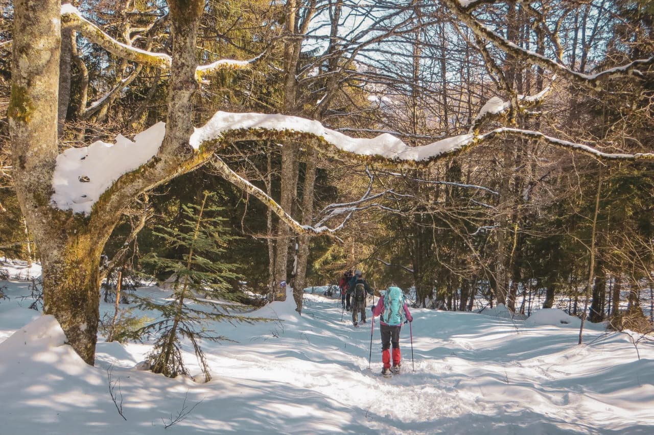 Randonneurs en raquettes évoluant dans une forêt enneigée sous un ciel ensoleillé.