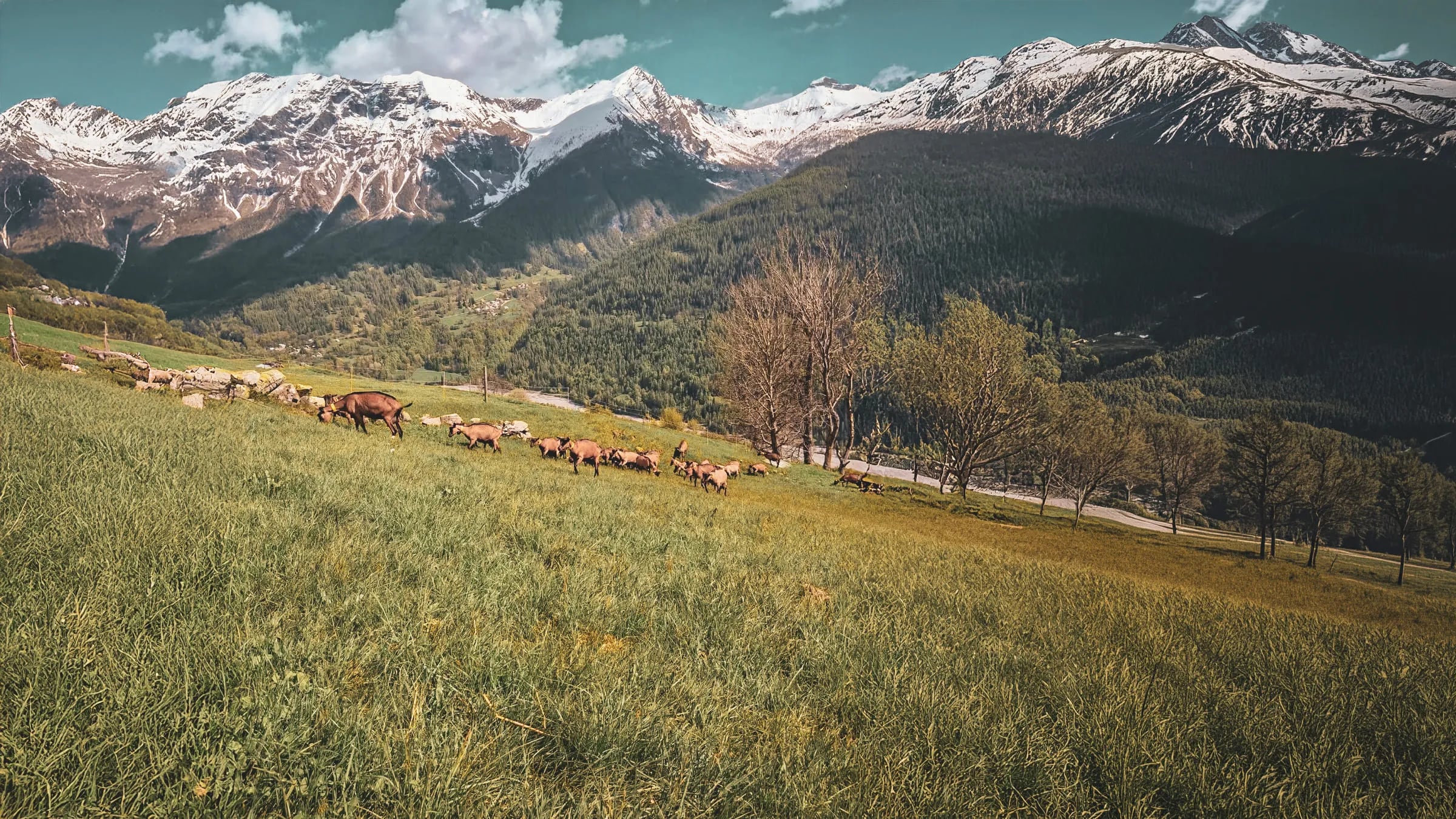 Un paysage alpin majestueux, avec des montagnes enneigées et des animaux paissant dans un pré verdoyant.