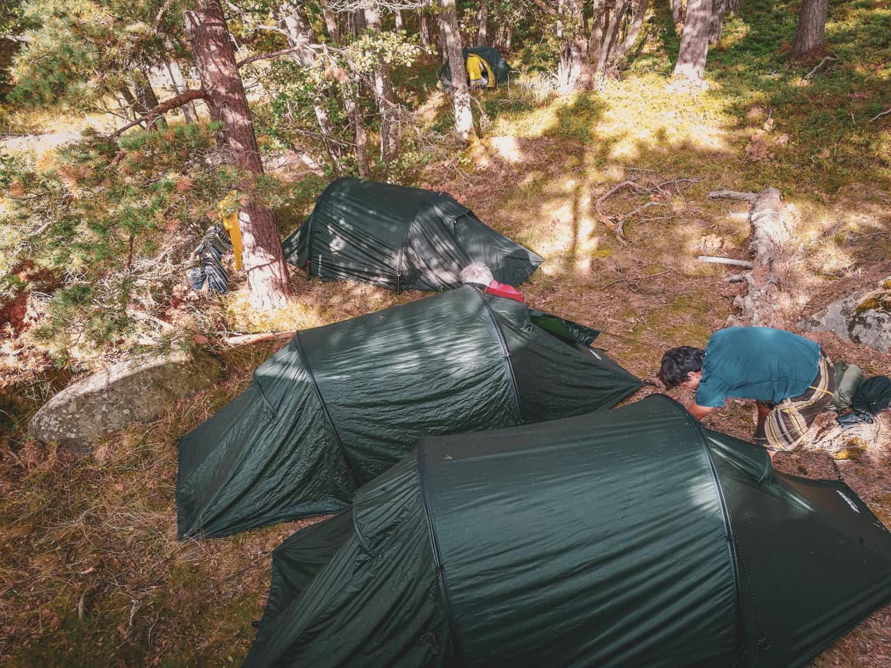 Green tents set in a peaceful forest, perfect for a bivouac in the great outdoors.