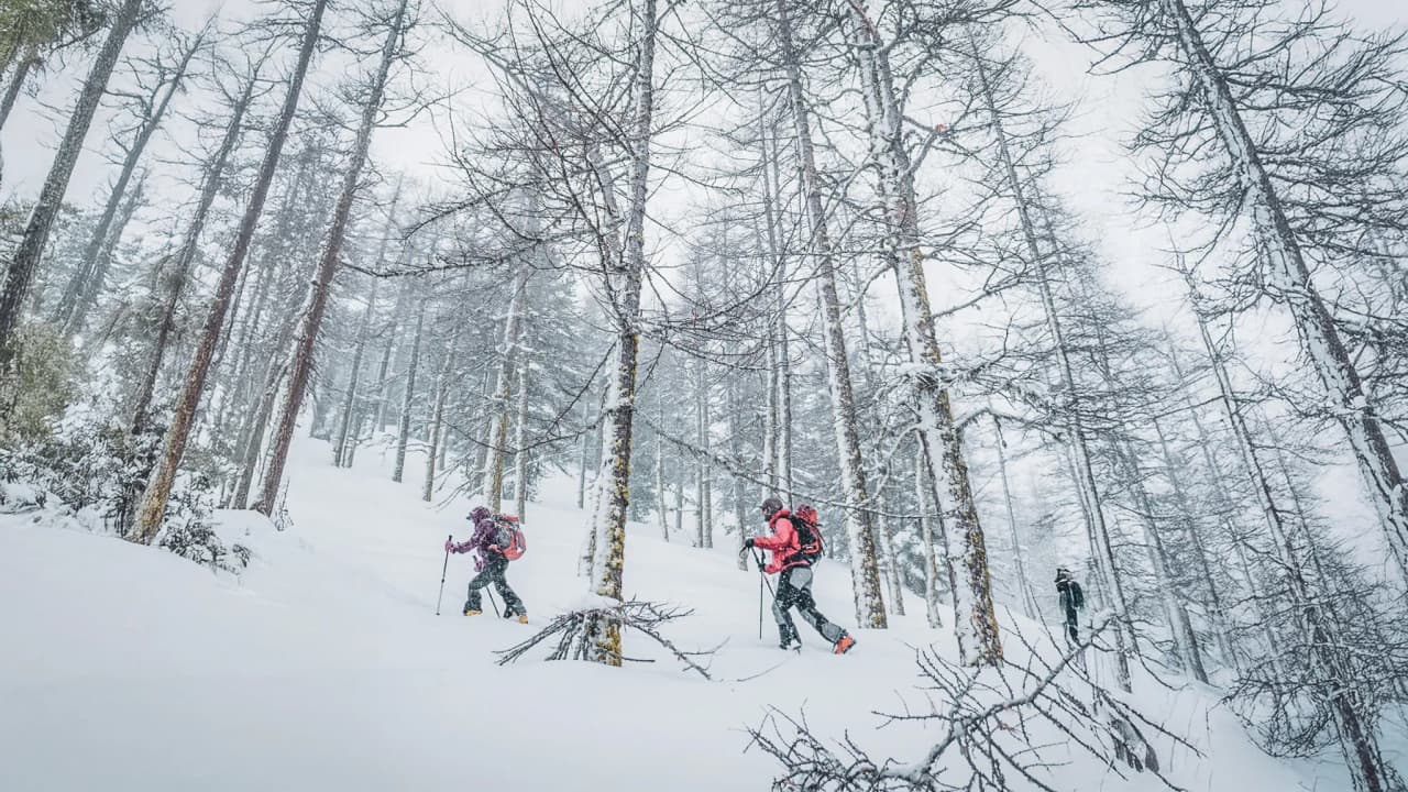 Trois randonneurs progressent dans un paysage enneigé, entourés d'arbres majestueux.