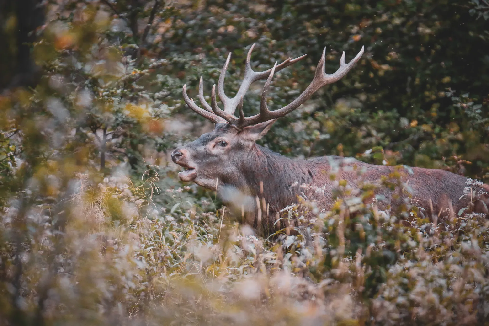A majestic stag in the wild, surrounded by foliage, embodying the wild beauty of the Vercors.