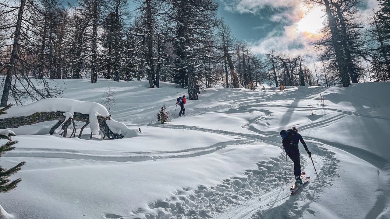 Deux skieurs se frayent un chemin dans un paysage enneigé, entourés de majestueux mélèzes.