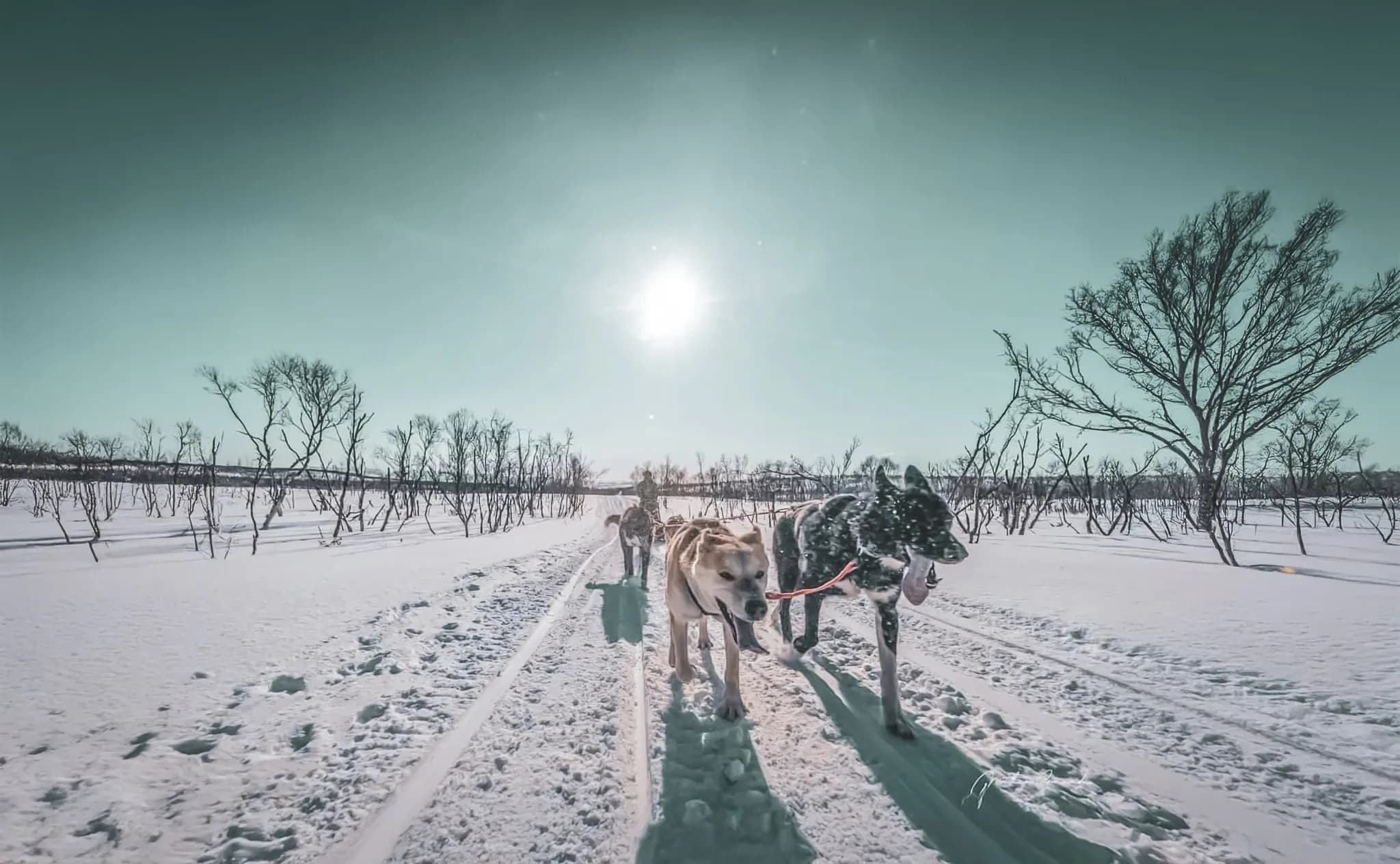Husky team driving through a snow-covered landscape in bright sunshine in Norwegian Lapland.