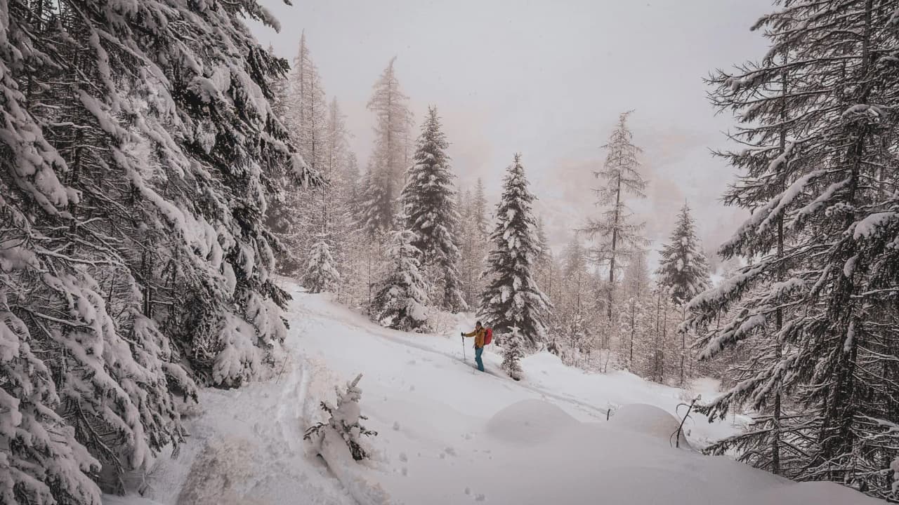 Un skieur solitaire traverse un sentier enneigé, entouré de majestueux sapins sous un ciel brumeux.