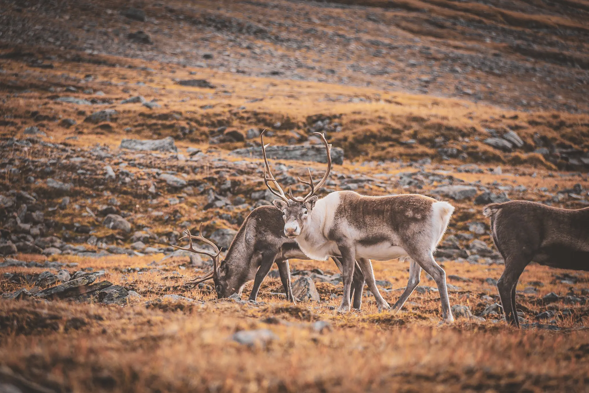 Reindeer feeding in the arid, golden landscape of Swedish Lapland, an invitation to adventure.
