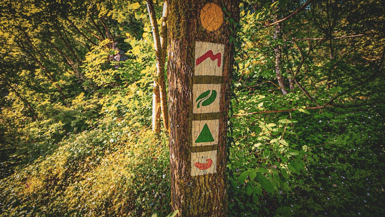 Kleurrijke markeringen aan een boom, die avonturiers de weg wijzen door het weelderige groen van het Mullerthal.