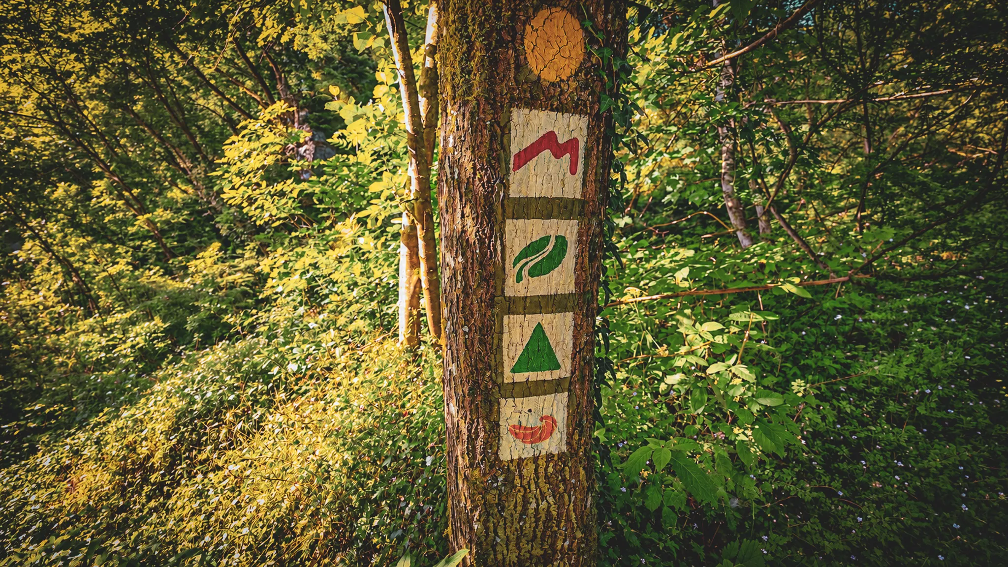 Marqueurs colorés sur un arbre, guidant les aventuriers dans la verdure luxuriante du Mullerthal.