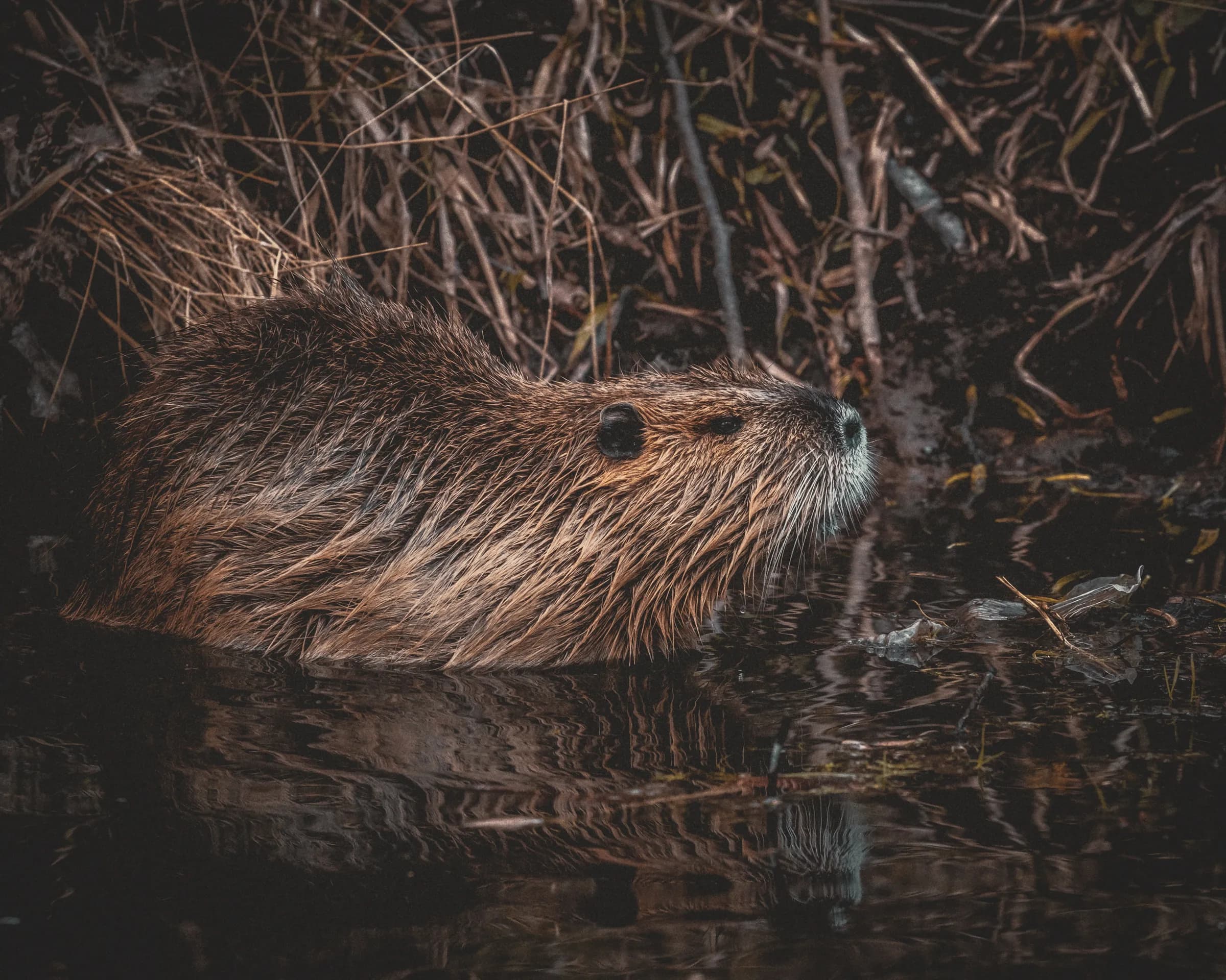 A beaver emerges quietly from the water, surrounded by vegetation, inviting natural exploration.