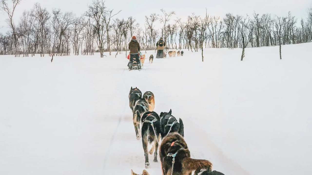 Une expédition en chien de traîneau à travers la toundra enneigée du Finnmark, entourée de paysages norvégiens.