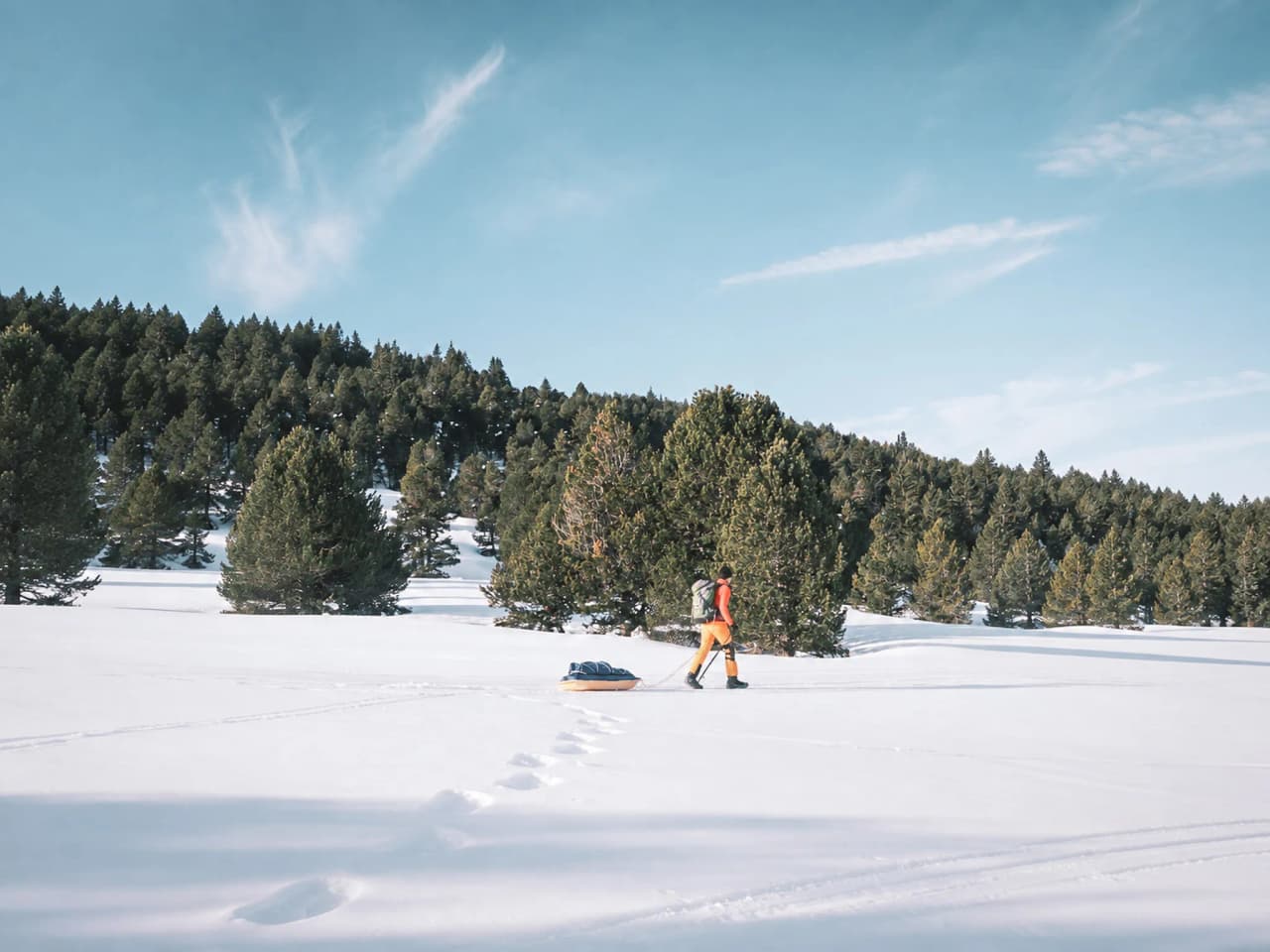 Een persoon die door de sneeuw loopt en een pulka voorttrekt, omringd door majestueuze dennenbomen onder een blauwe hemel.