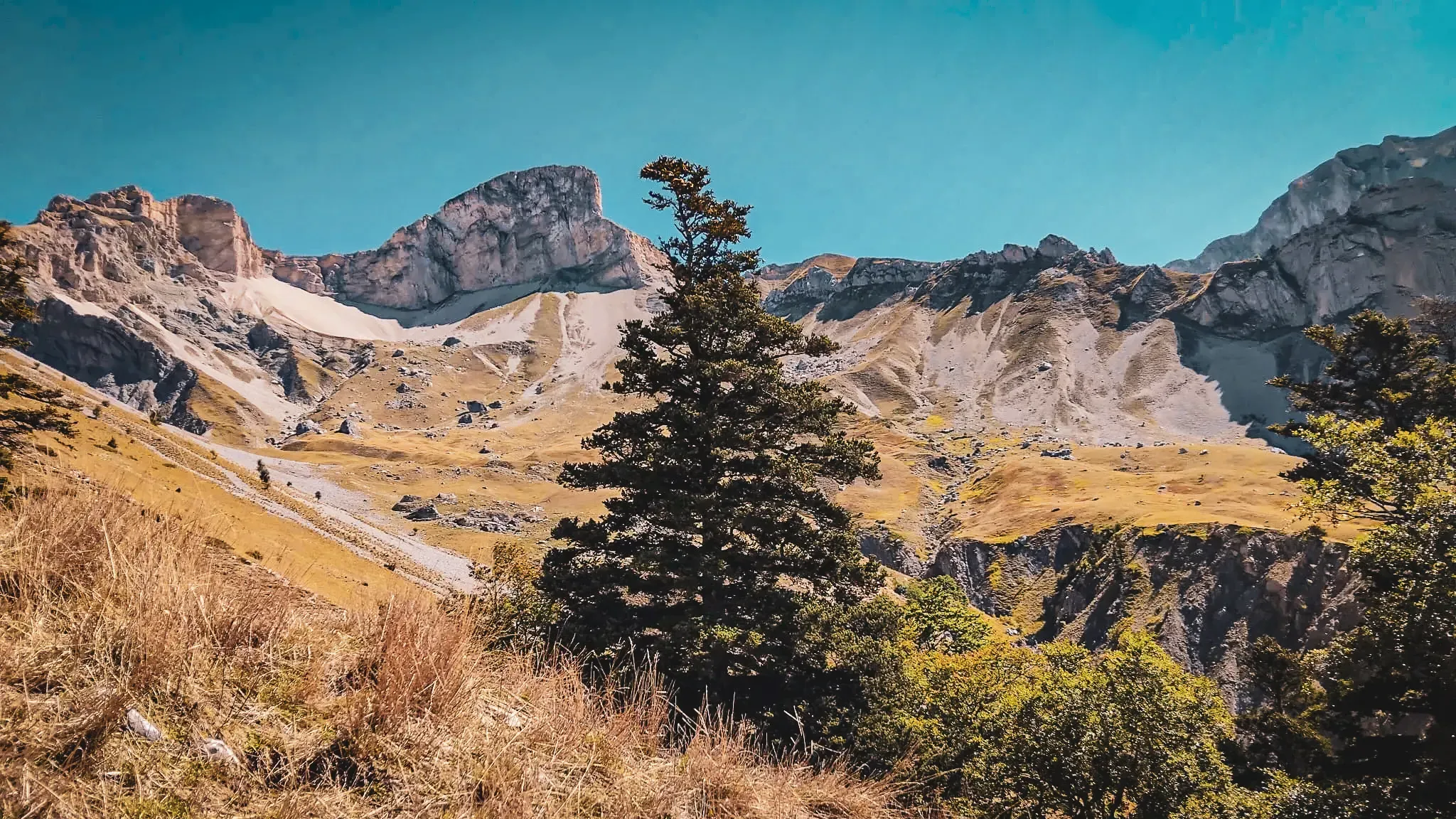 Majestic landscape of the Devoluy mountains, with a solitary pine tree and golden mountain pastures under a blue sky.