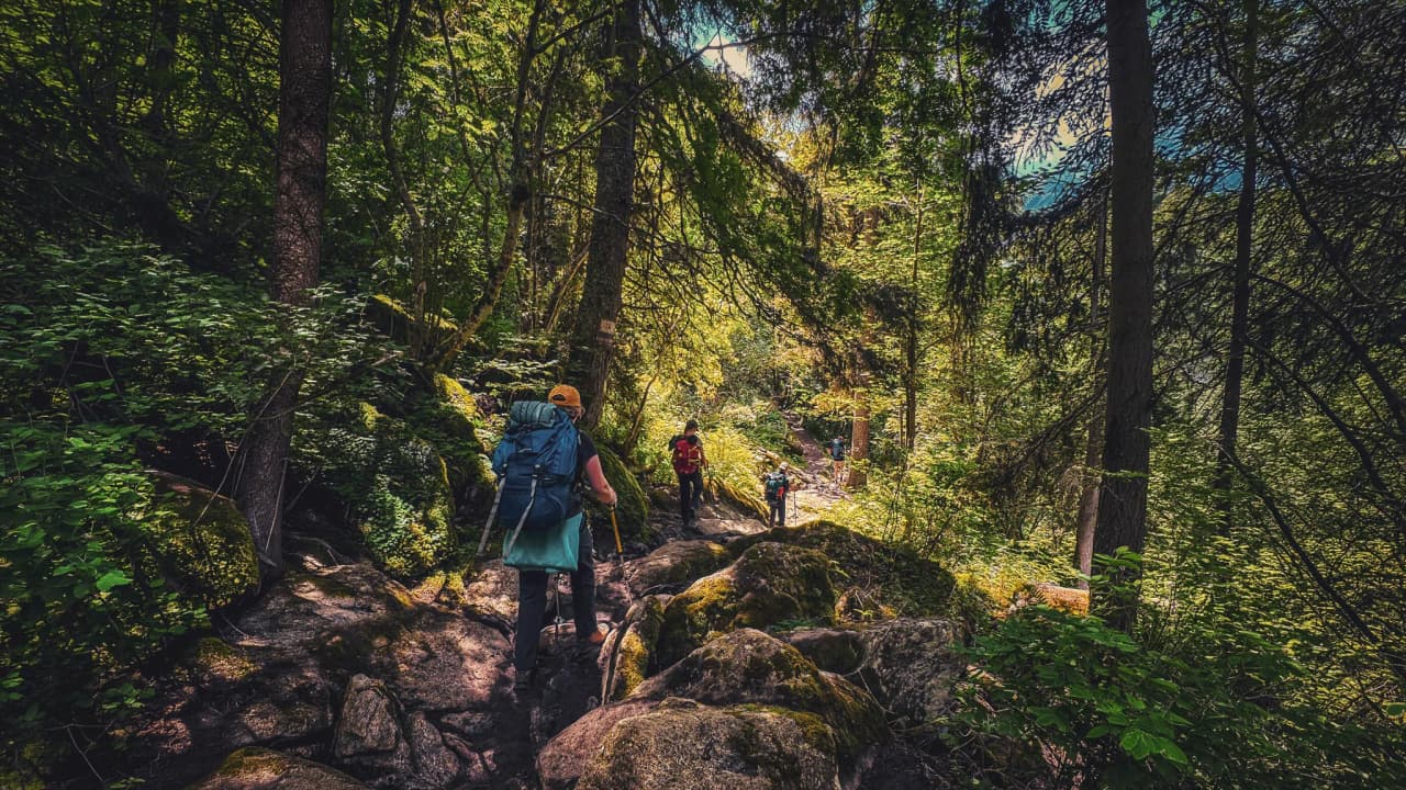Hikers on a wooded trail, surrounded by greenery and rocks in the heart of nature.