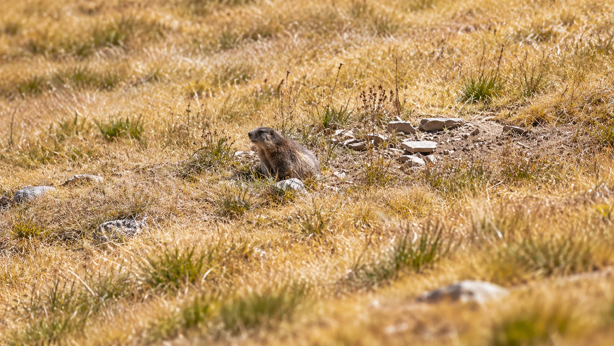 Marmotte dans les alpages dorés des Écrins, invitation à une aventure en pleine nature.