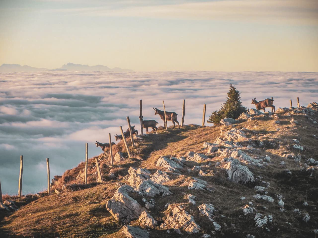 A majestic panorama of the Vosges, with chamois overlooking an ocean of clouds.