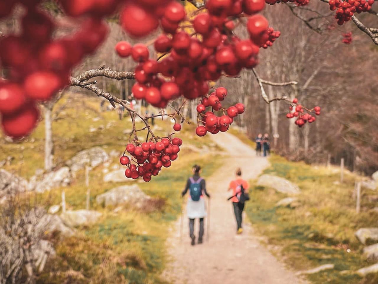 Sentier paisible en forêt vosgienne, parsemé de baies rouges, invitant à l'aventure et à l'exploration.