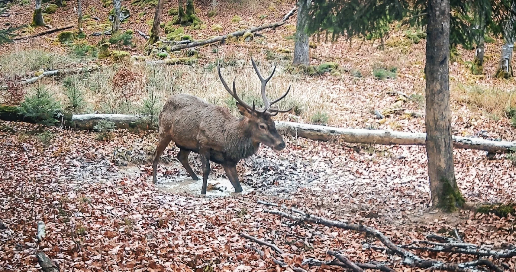 A majestic stag strides through autumn-coloured undergrowth, inviting you to escape into nature.