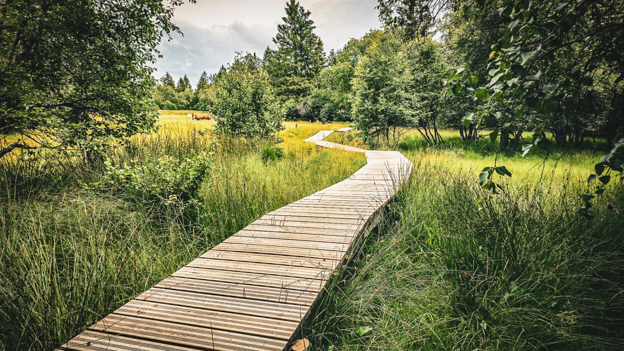 A wooden path winding through lush green meadowland, perfect for a nature hike.