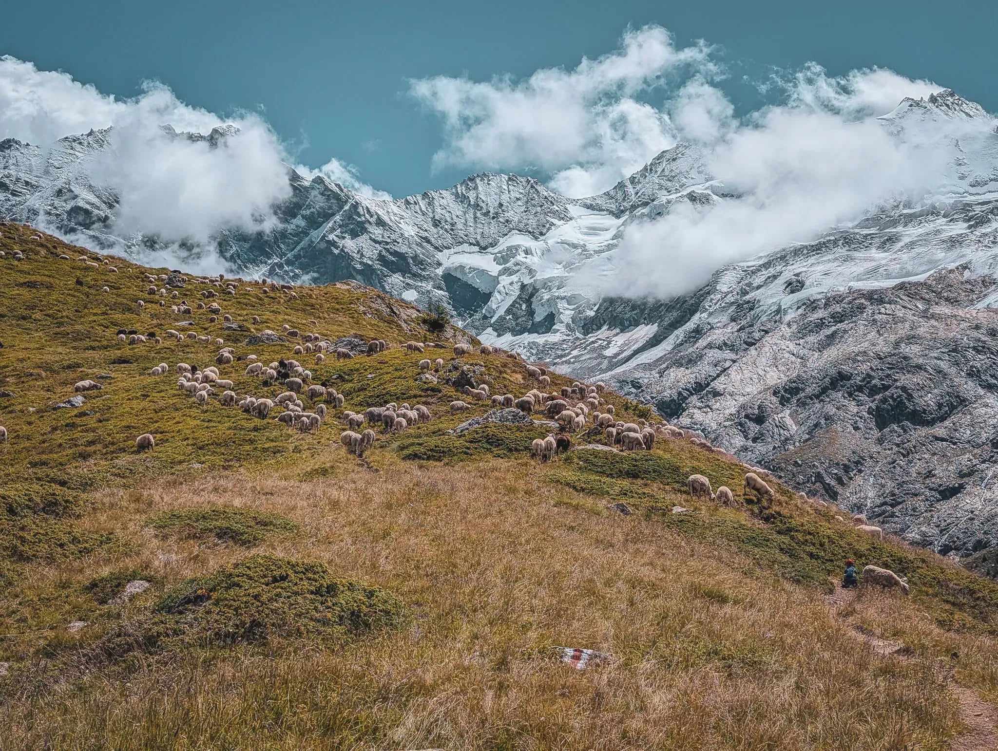 A splendid Alpine landscape, with sheep grazing on a green hillside, facing snow-capped mountains.