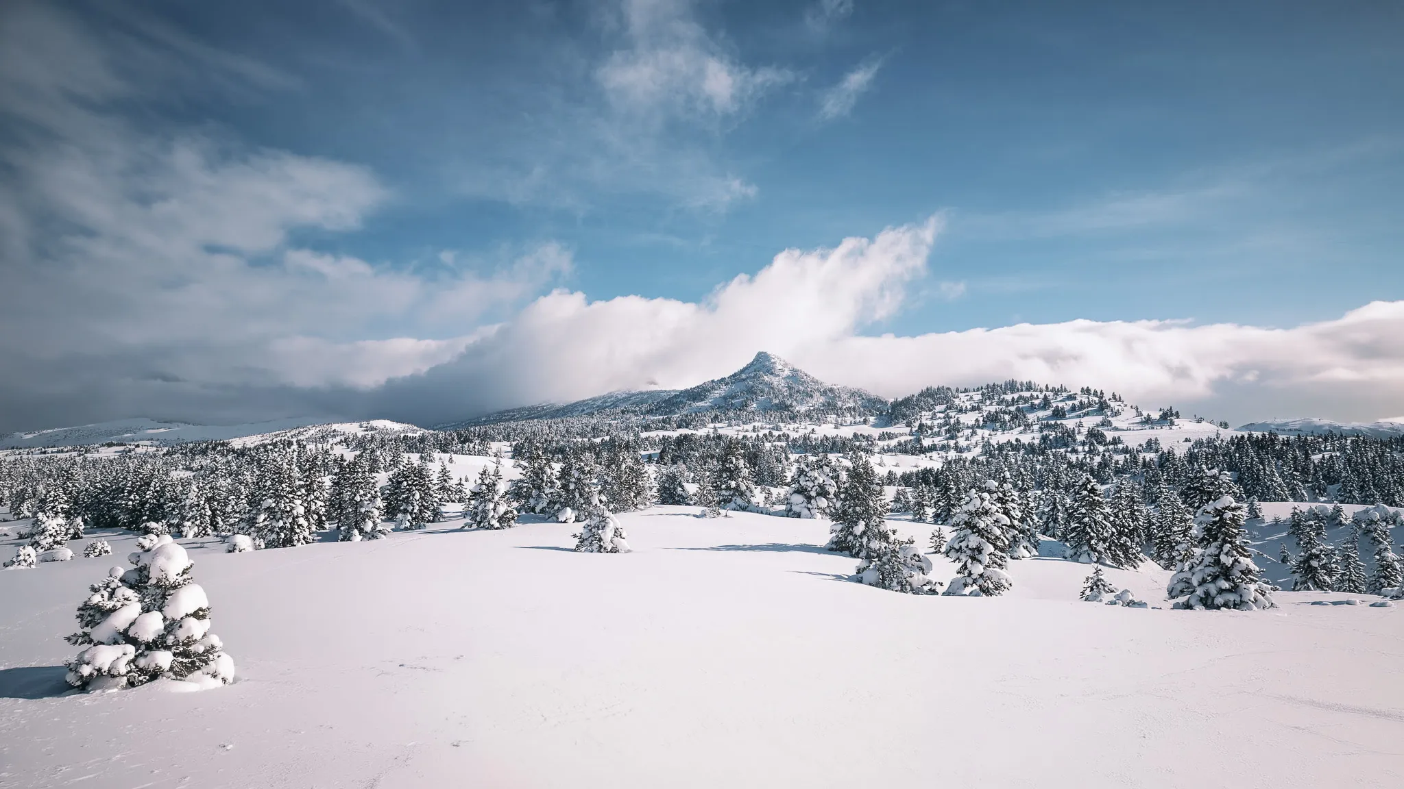 Paysage hivernal du Vercors, neige immaculée, sapins chargés de flocons et lointaines montagnes majestueuses.