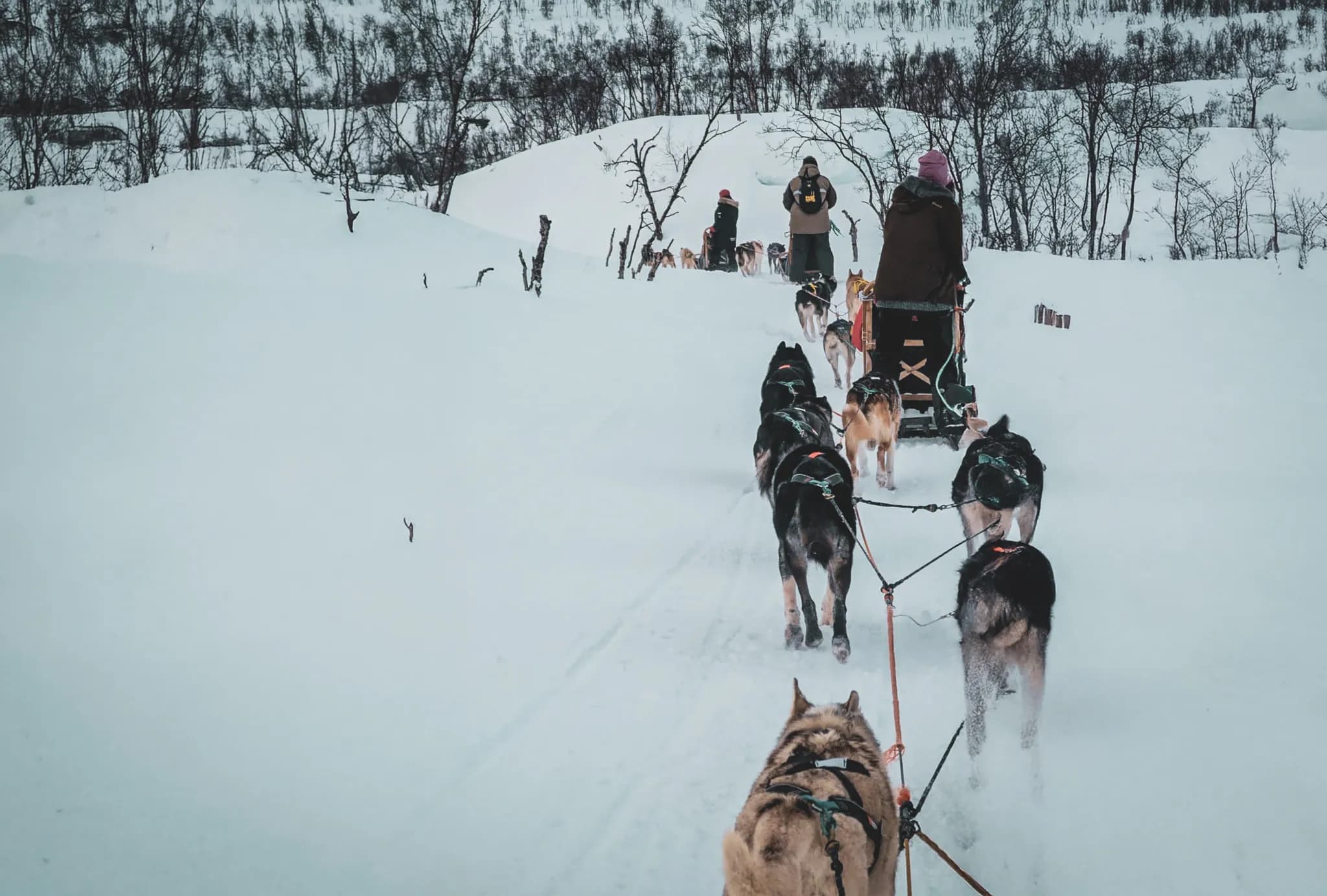 Huskies gliding through a snow-covered landscape, a magical adventure in Norwegian Lapland.
