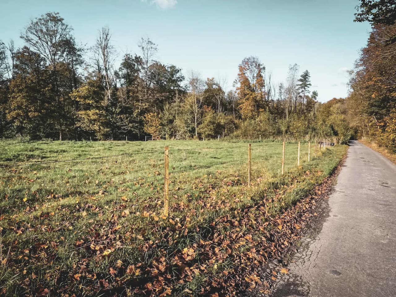 A quiet path lined with colourful trees and a green field, inviting adventure.