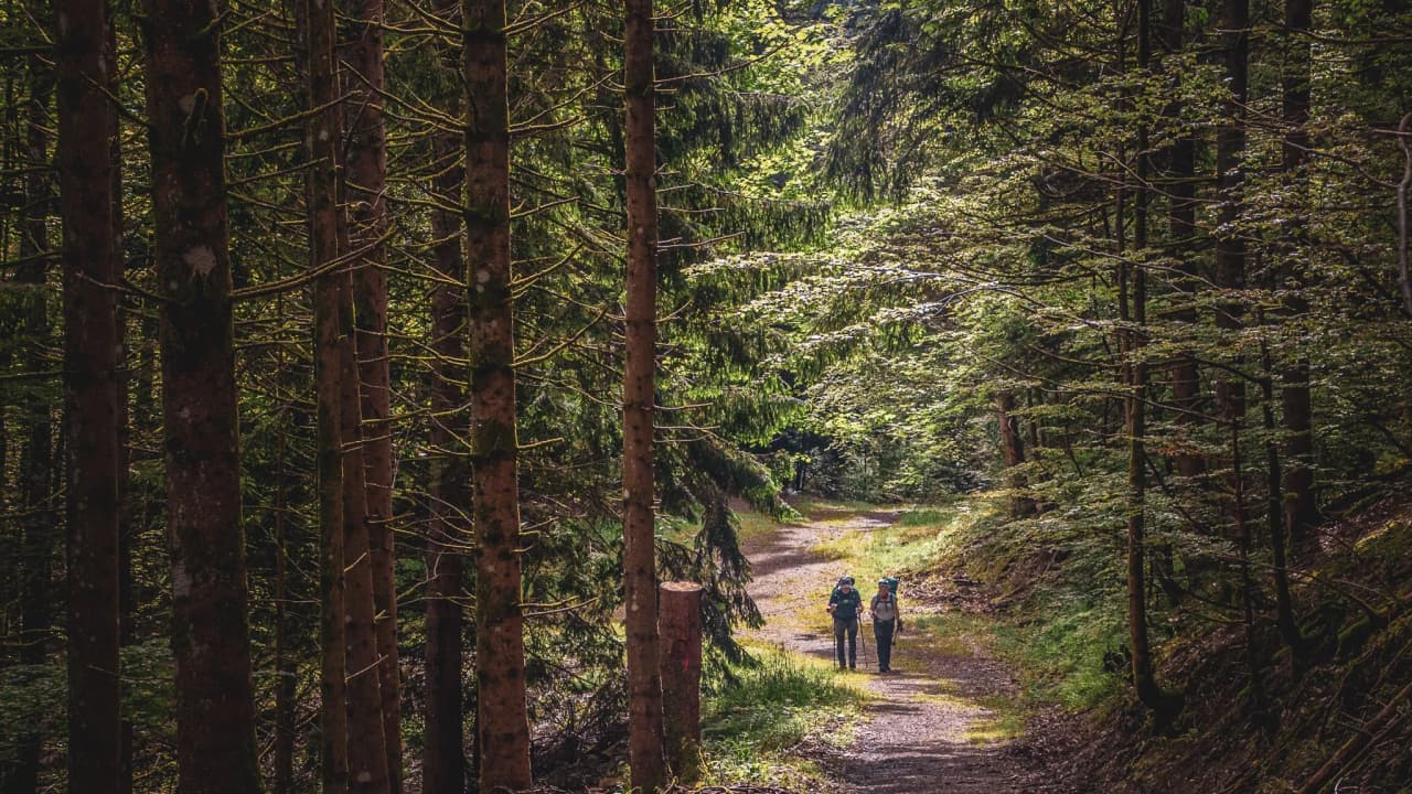 Deux randonneurs sur un chemin forestier ensoleillé, entourés de belles nature vosgienne.